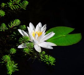 Nénuphars blancs en fleur dans un étang