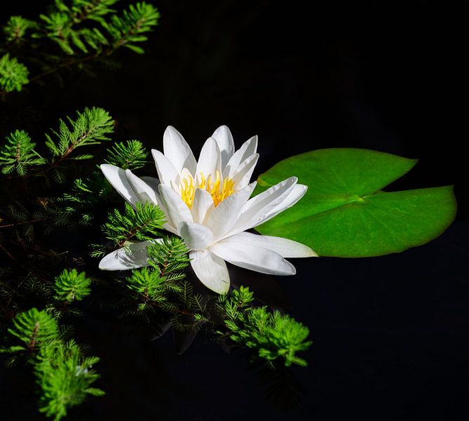 White water lily blossom in the pond by ManfredFotos