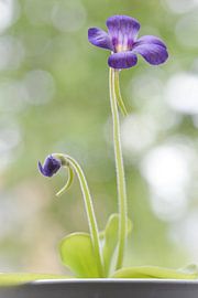 Sisters in bloom (Pinguicula sp.)