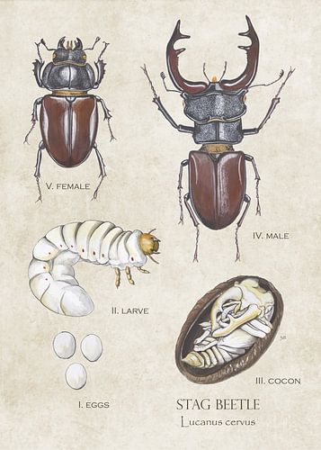 Flying deer - life cycle