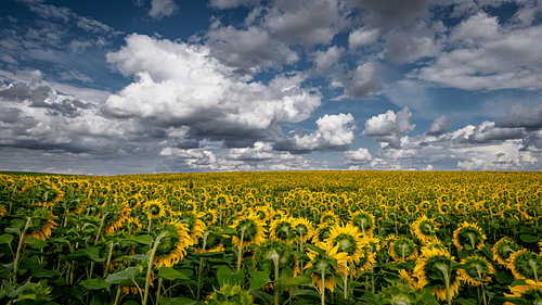Sunflowers