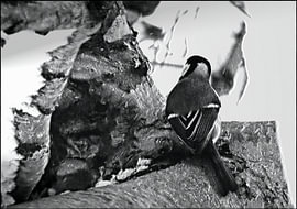 Photographie artistique | Photographie de nature | La mésange charbonnière curieuse sur Sandra van de Pol