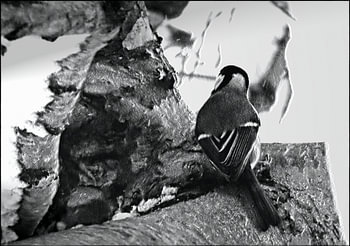 Photographie artistique | Photographie de nature | La mésange charbonnière curieuse