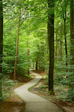 Walking into the forest by Corinne Welp