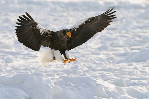 Steller's sea eagle on ice floes III