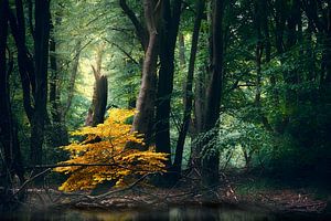 Seduction (Dutch summer forest)
