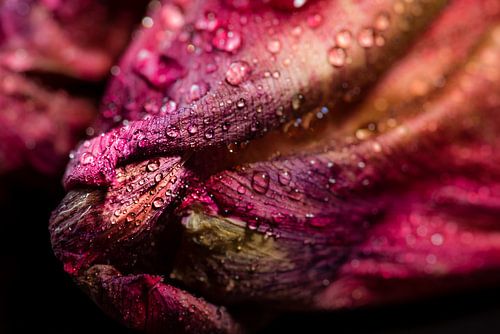 Macro-tulp met waterdruppels