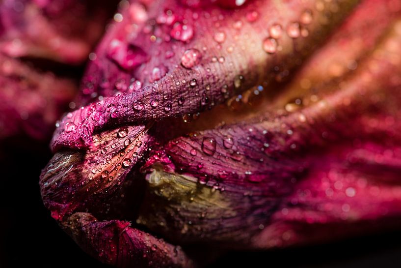 Macro Tulip with Water Drops by Dieter Walther