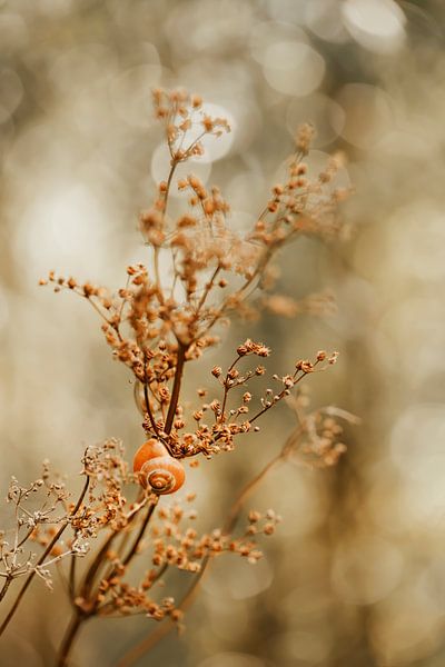 Escargot d'automne par Francis van der Wolf