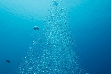 Luchtbelletjes onderwater van Vanessa D.