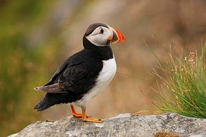Papageientaucher (Fratercula arctica) in Runde, Norwegen.