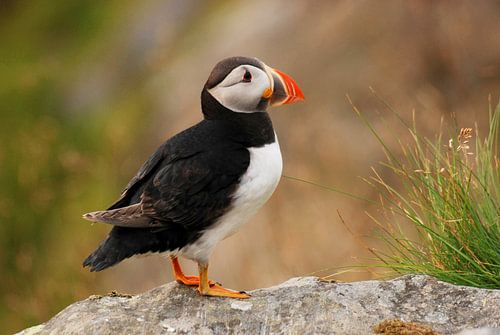 Puffin (Fratercula arctica) at Runde, Norway