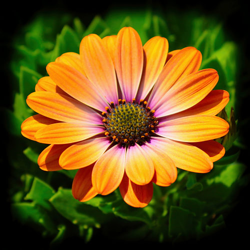 Kapmargerite orange