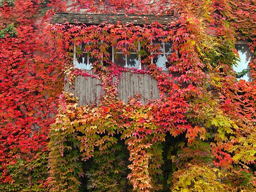 Window with red foliage with wild wine