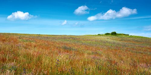 Rügen - kleurrijke bloemenweide op de Bakenberg in Mönchgut van Reiner Würz / RWFotoArt