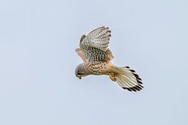 Faucon crécerelle sur Heinz Grates