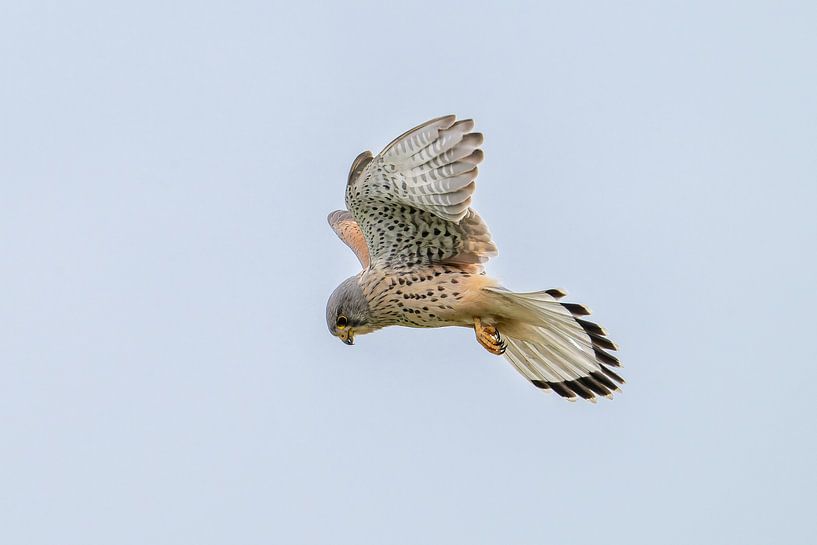 Turmfalke von Heinz Grates
