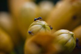 Photo macro d'une fourmi sur une fleur de trompette jaune sur Jolanda de Jong-Jansen