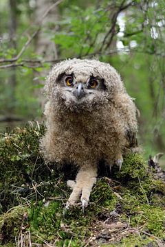 Eurasian Eagle Owl ( Bubo bubo ) cute young chick, jumped / ventured / wandered out of its nest, sti
