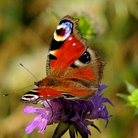 Beautiful butterfly by Ben Hoftijzer