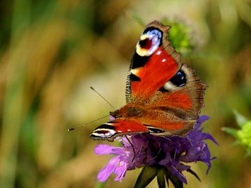 Beautiful butterfly van Ben Hoftijzer