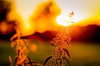 Ortie au coucher du soleil avec bokeh