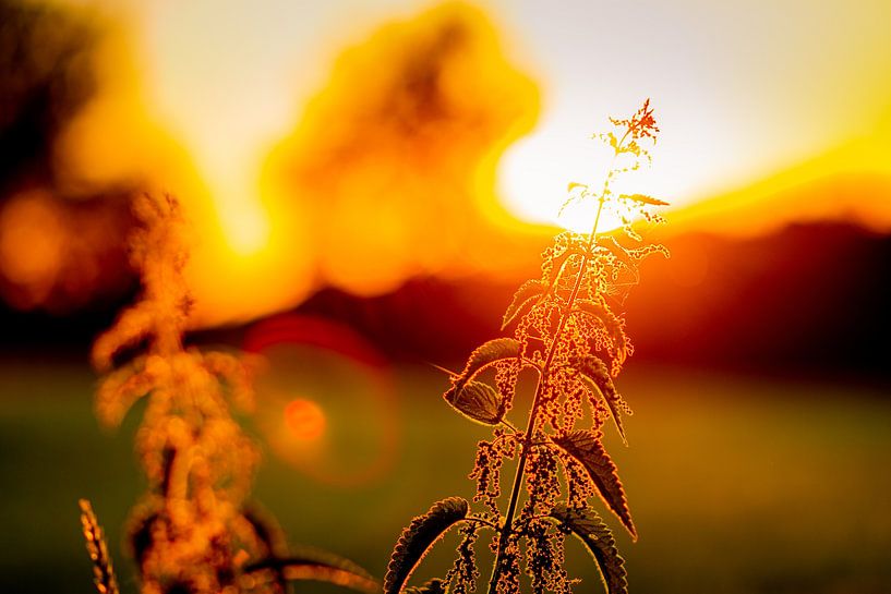 Nettle in front of sunset with bokeh by Stefan Kreisköther