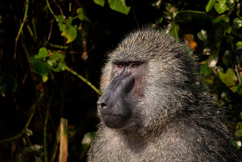 After the rain - Baboons in Kidepo wake up again by Rick Massar