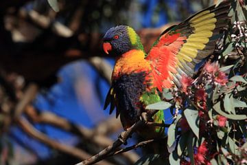 Rainbow Lorikeet,dans son habitat naturel, Queensland, Australie sur Frank Fichtmüller