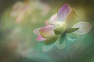 Delicatesse van een lotusbloem van ahafineartimages thumbnail