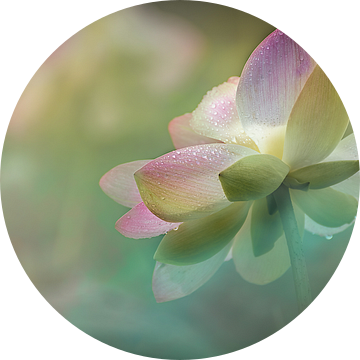 Delicatesse van een lotusbloem van ahafineartimages