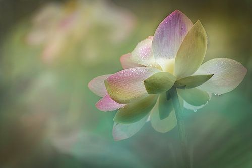 La délicatesse d'une fleur de lotus