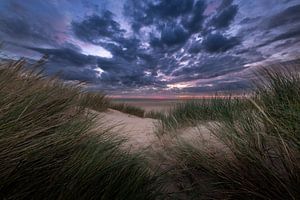 Texelse duinen