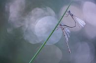 Mating Tengere armored damselflies in the morning light by Moetwil en van Dijk - Fotografie thumbnail