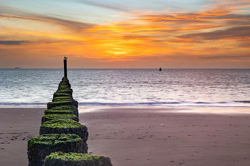 Seagull enjoying the sunset