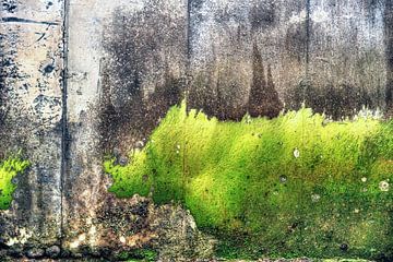 Algae art Wimereux Opal Coast France by Watze D. de Haan