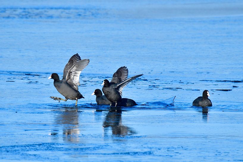 Coots by Karin Jähne