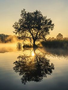 Morgennebel