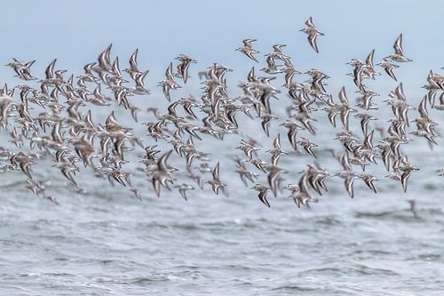 Flucht aus der Brandung
