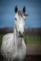 White Horse standing