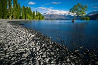 The lone tree of Wanaka - Lake Wanaka, New Zealand