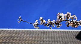 Cherry blossoms above a brick wall by Bambi Lu