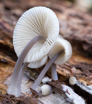 detail of mushroom  