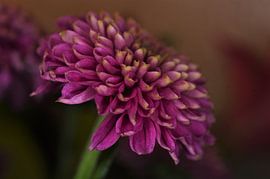 Flora and Fauna