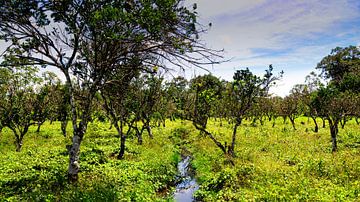 Plantage Katwijk bij Paramaribo in Suriname van René Holtslag