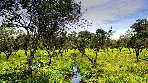 Plantage Katwijk bij Paramaribo in Suriname