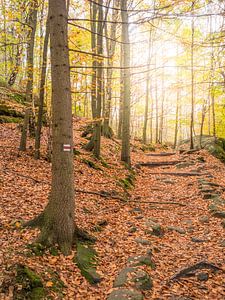 Herfstbos in Duitsland van Jörg B. Schubert