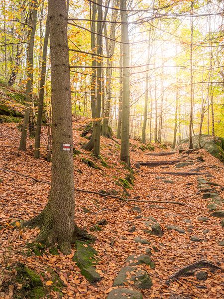 Herbstwald in Deutschland von Jörg B. Schubert