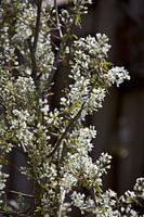 Krentenboom