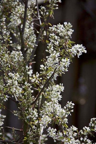 Krentenboom by Roberto Zea Groenland-Vogels